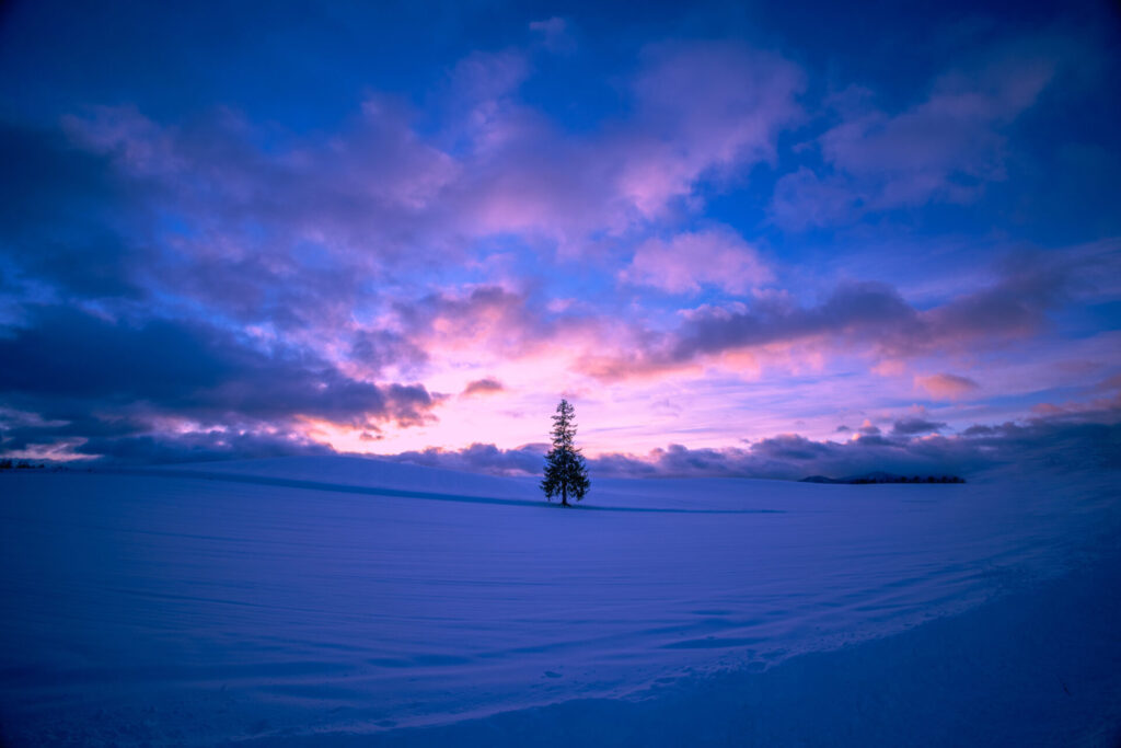 クリスマスツリーの木夕景